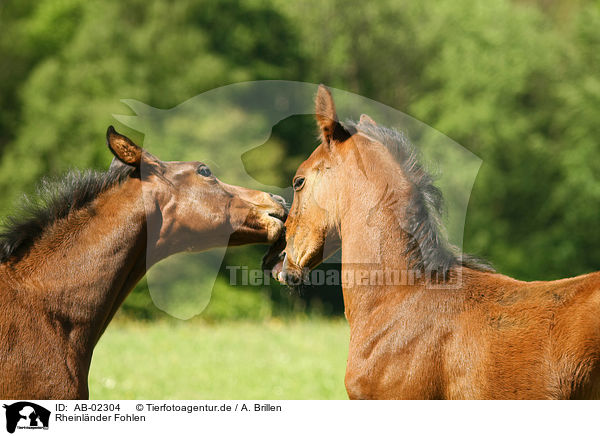 Rheinlnder Fohlen / horse foals / AB-02304