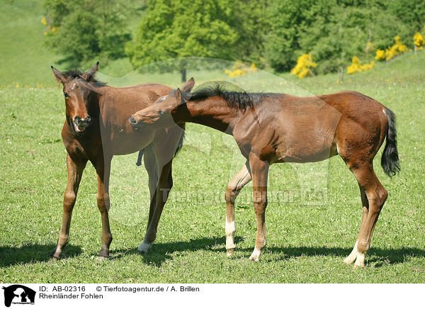 Rheinlnder Fohlen / horse foals / AB-02316
