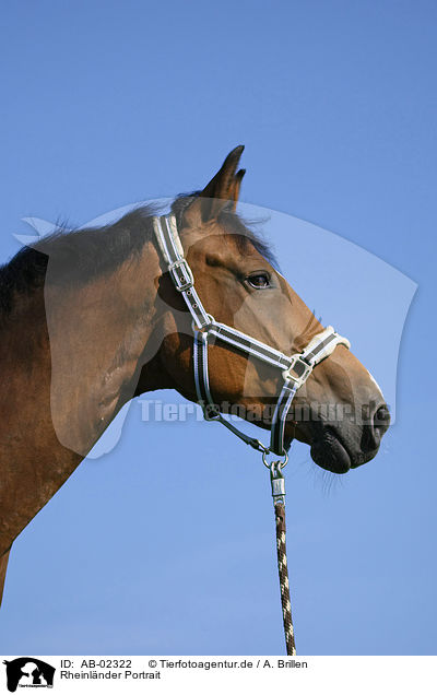 Rheinlnder Portrait / horse portrait / AB-02322