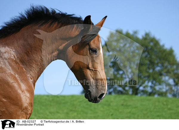 Rheinlnder Portrait / horse portrait / AB-02327