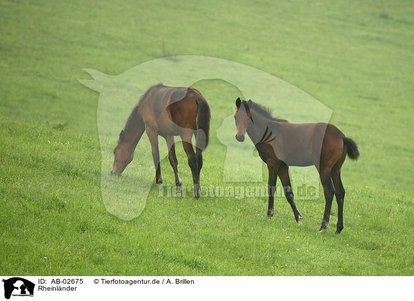 Rheinlnder / warmbloods / AB-02675