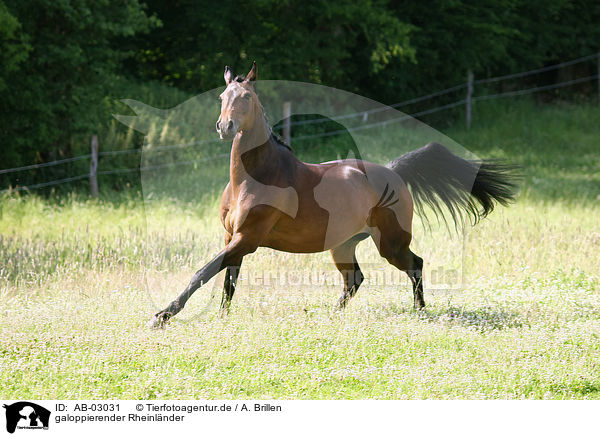 galoppierender Rheinlnder / galloping warmblood / AB-03031