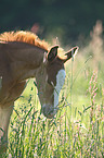 Rheinisches Warmblut Fohlen