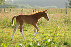 Rheinisches Warmblut Fohlen