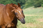 Rheinlnder Portrait