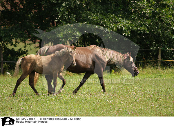 Rocky Mountain Horses / Rocky Mountain Horses / MK-01867