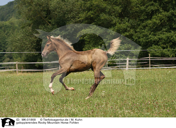 galoppierendes Rocky Mountain Horse Fohlen / galloping Rocky Mountain Horse foal / MK-01868