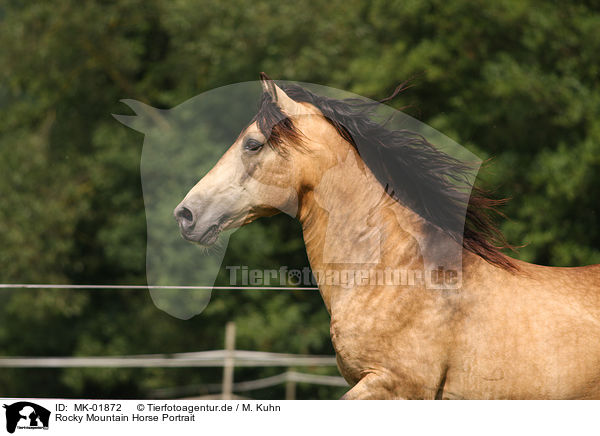 Rocky Mountain Horse Portrait / Rocky Mountain Horse Portrait / MK-01872
