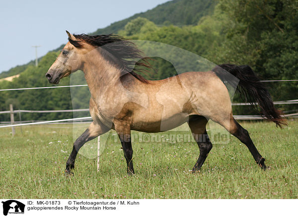 galoppierendes Rocky Mountain Horse / galloping Rocky Mountain Horse / MK-01873