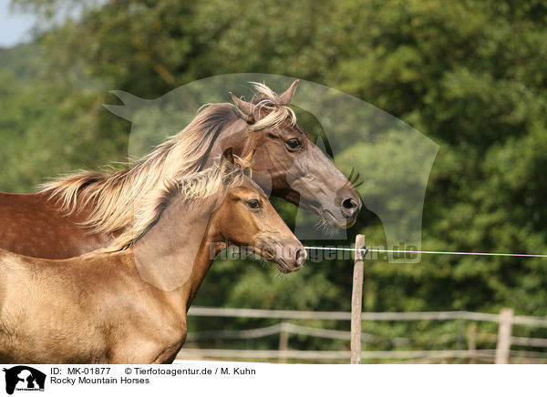 Rocky Mountain Horses / Rocky Mountain Horses / MK-01877