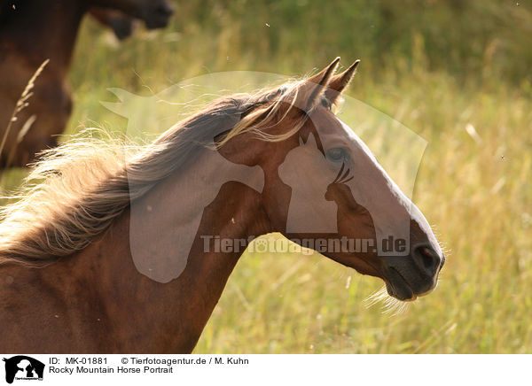 Rocky Mountain Horse Portrait / Rocky Mountain Horse Portrait / MK-01881
