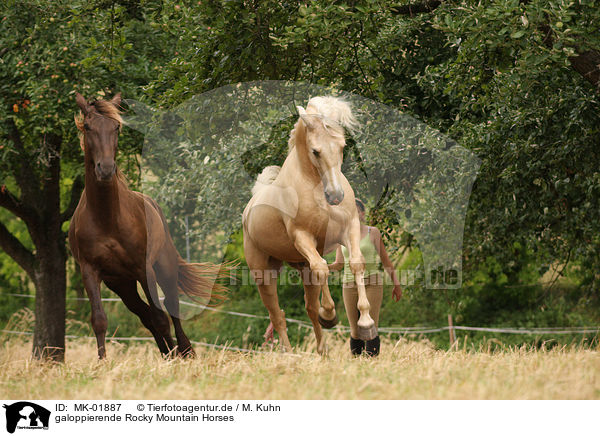 galoppierende Rocky Mountain Horses / galloping Rocky Mountain Horses / MK-01887