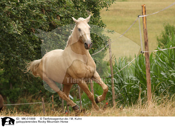 galoppierendes Rocky Mountain Horse / galloping Rocky Mountain Horse / MK-01888