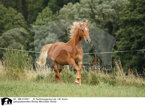 galoppierendes Rocky Mountain Horse / galloping Rocky Mountain Horse / MK-01891