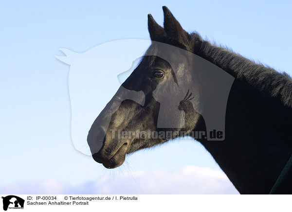 Sachsen Anhaltiner Portrait / horse portrait / IP-00034