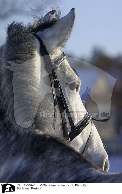 Schimmel Portrait / white horse portrait / IP-00041