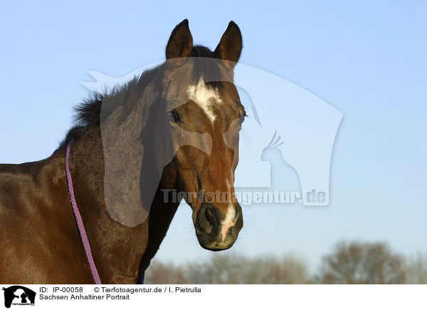 Sachsen Anhaltiner Portrait / horse portrait / IP-00058