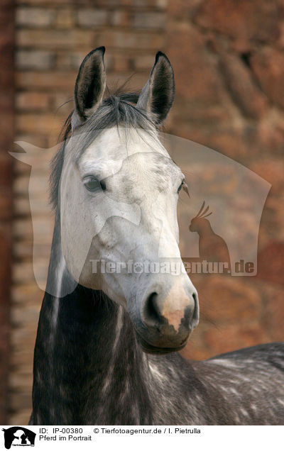 Pferd im Portrait / IP-00380