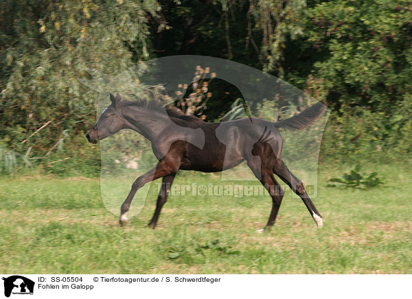 Fohlen im Galopp / galloping foal / SS-05504