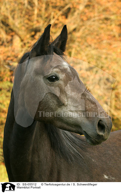 Warmblut Portrait / horse portrait / SS-05512