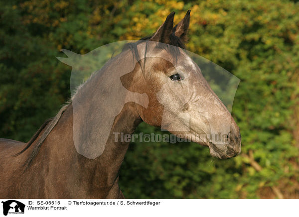 Warmblut Portrait / horse portrait / SS-05515