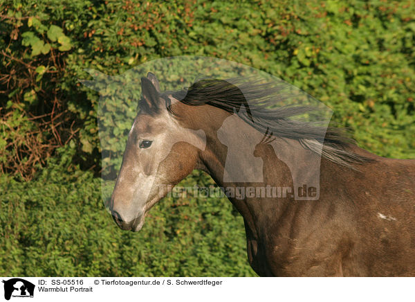 Warmblut Portrait / horse portrait / SS-05516