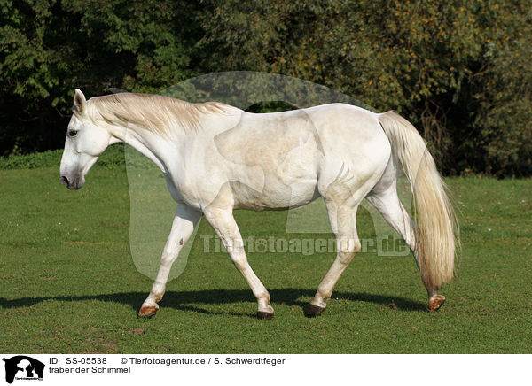 trabender Schimmel / trotting grey horse / SS-05538