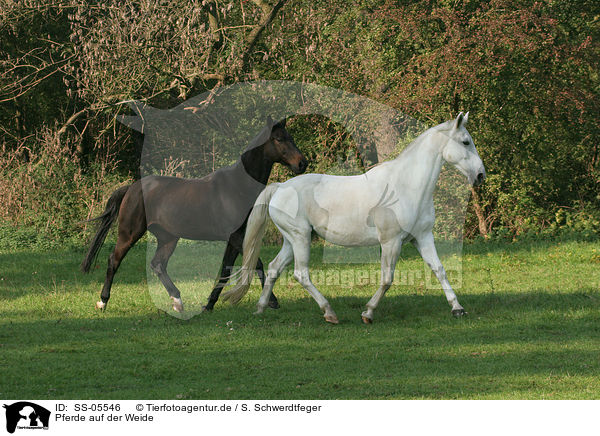 Pferde auf der Weide / horses in the meadow / SS-05546