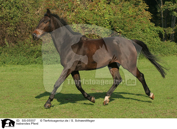 trabendes Pferd / trotting horse / SS-05557