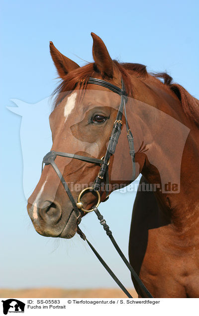 Fuchs im Portrait / horse portrait / SS-05583