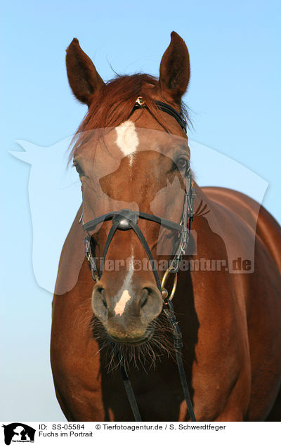 Fuchs im Portrait / horse portrait / SS-05584