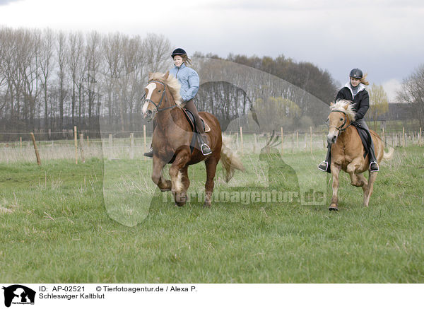 Schleswiger Kaltblut / AP-02521