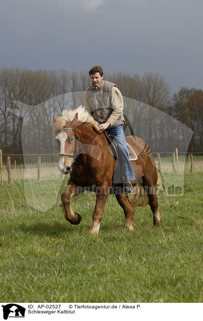 Schleswiger Kaltblut / big horse / AP-02527