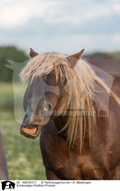 Schleswiger Kaltblut Portrait / Schleswig Horse Portrait / AM-05417