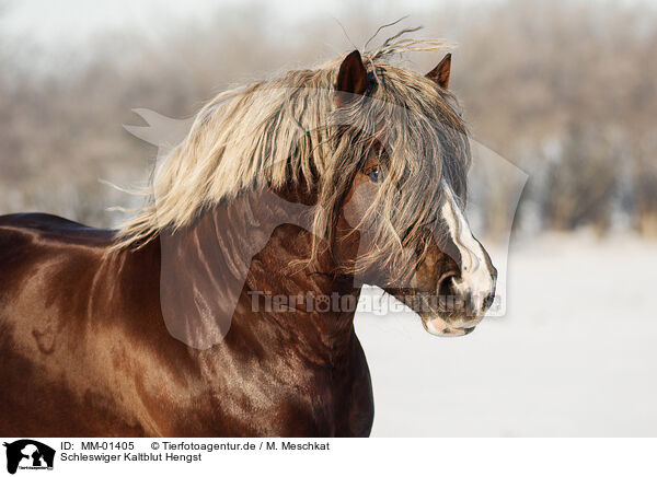 Schleswiger Kaltblut Hengst / Schleswig Horse stallion / MM-01405