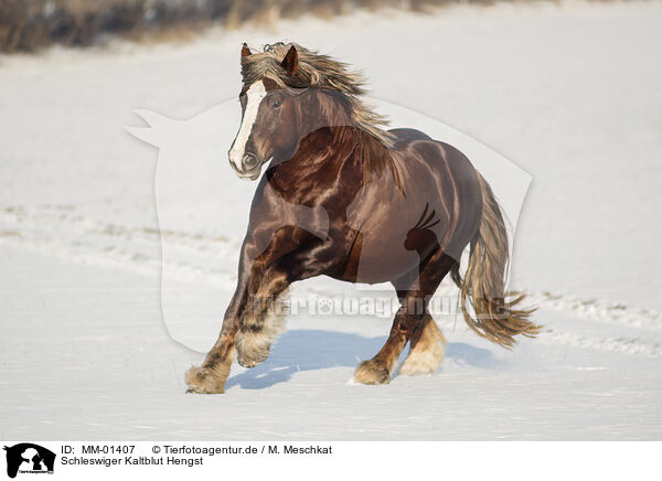 Schleswiger Kaltblut Hengst / Schleswig Horse stallion / MM-01407