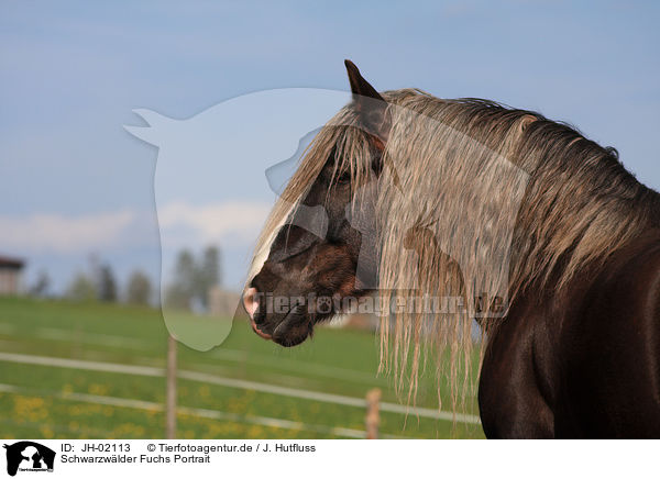 Schwarzwlder Fuchs Portrait / Black Forest Horse Portrait / JH-02113