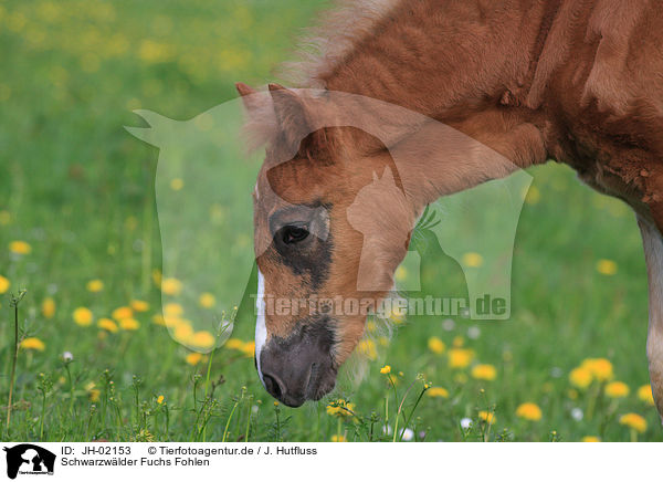 Schwarzwlder Fuchs Fohlen / foal / JH-02153