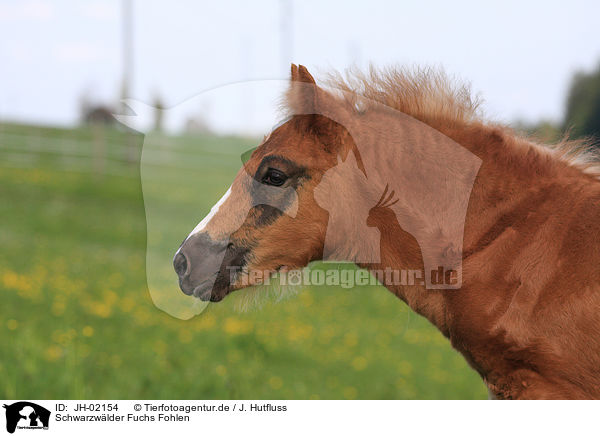 Schwarzwlder Fuchs Fohlen / foal / JH-02154