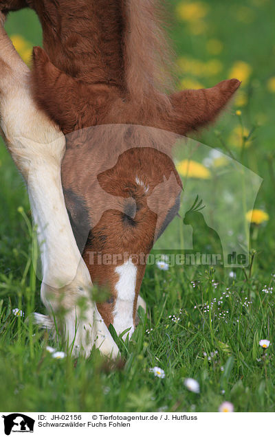 Schwarzwlder Fuchs Fohlen / foal / JH-02156