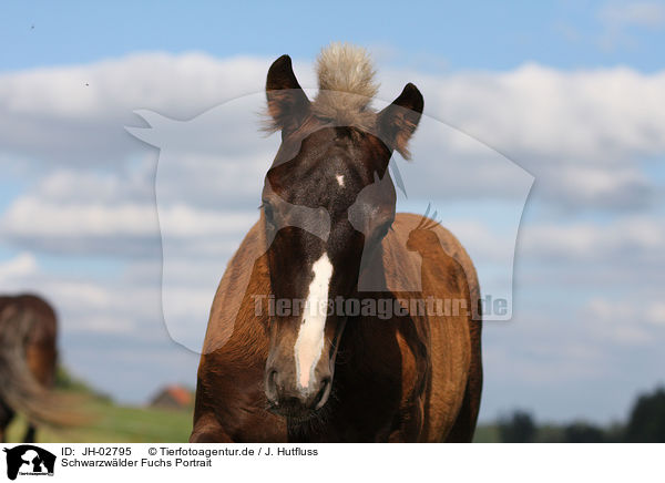 Schwarzwlder Fuchs Portrait / Black Forest Horse Portrait / JH-02795
