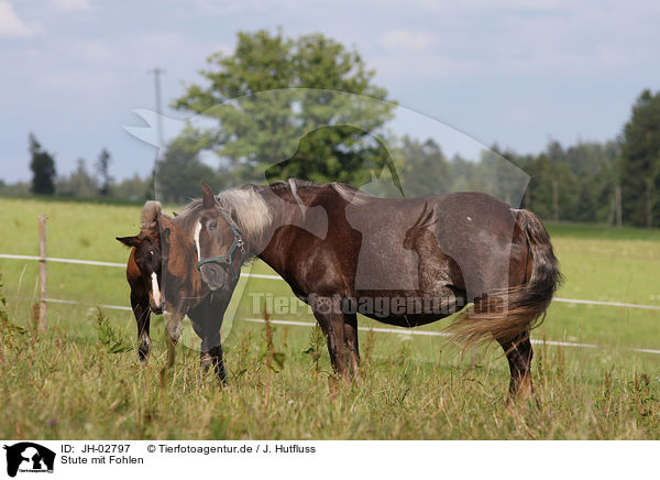 Stute mit Fohlen / mare with foal / JH-02797