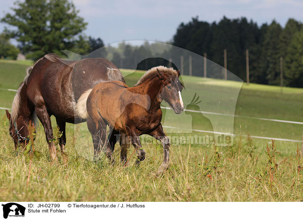 Stute mit Fohlen / mare with foal / JH-02799