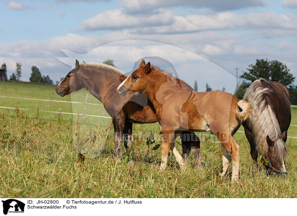 Schwarzwlder Fuchs / horse on meadow / JH-02800