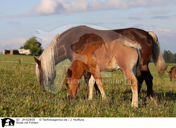Stute mit Fohlen / mare with foal / JH-02809