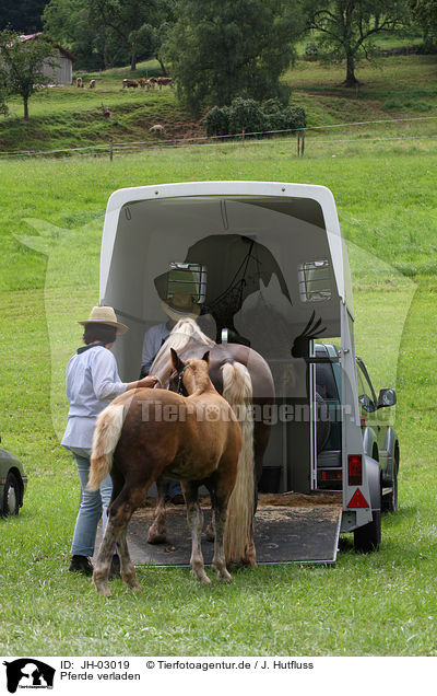 Pferde verladen / horse transport / JH-03019