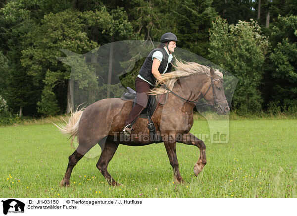 Schwarzwlder Fuchs / black forest horse / JH-03150