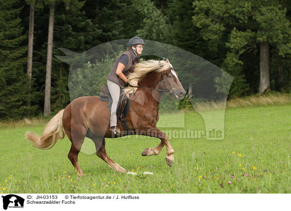 Schwarzwlder Fuchs / black forest horse / JH-03153