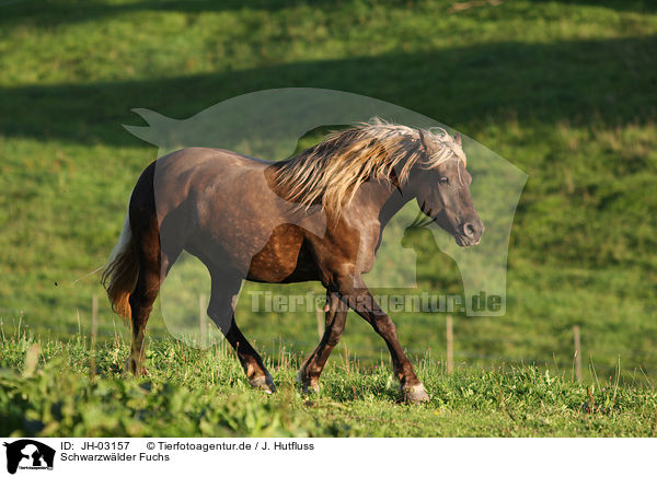 Schwarzwlder Fuchs / black forest horse / JH-03157