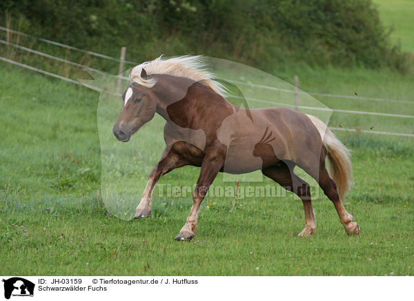 Schwarzwlder Fuchs / black forest horse / JH-03159